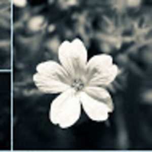 Meet your Posher, Jasmin